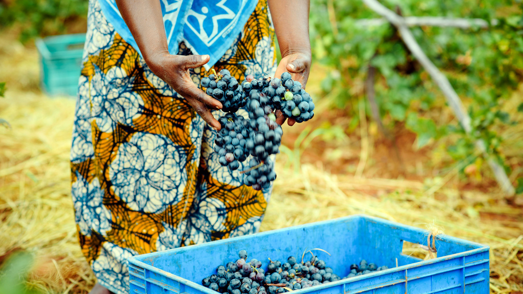 A woman placing bunches of grapes into a blue crate.